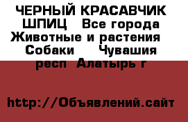 ЧЕРНЫЙ КРАСАВЧИК ШПИЦ - Все города Животные и растения » Собаки   . Чувашия респ.,Алатырь г.